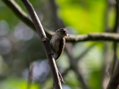 Picumnus granadensis