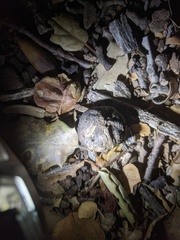 Amphibolips quercuspomiformis