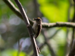 Picumnus granadensis