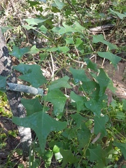 Erythrina vespertilio