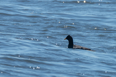 Fulica rufifrons