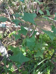 Erythrina vespertilio