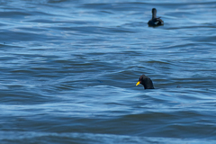 Fulica rufifrons