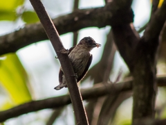 Picumnus granadensis