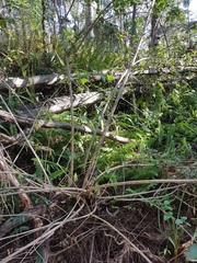 Nephrolepis cordifolia