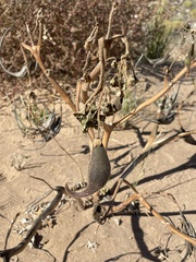 Proboscidea parviflora