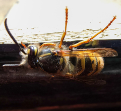 Vespula vulgaris