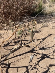 Proboscidea parviflora