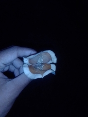 Jacaranda mimosifolia