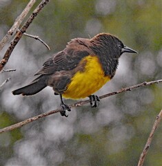 Pseudoleistes virescens