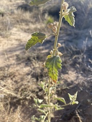 Sphaeralcea ambigua