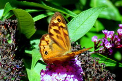 Heteronympha merope