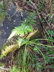 Davallia solida pyxidata