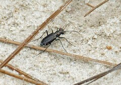 Cicindela punctulata punctulata