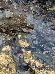 Actiniidae