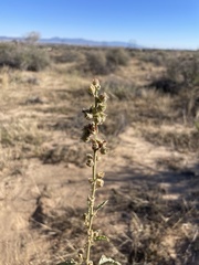 Sphaeralcea ambigua