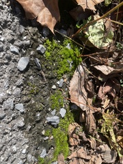 Hydrogonium bolleanum