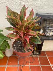 Aglaonema