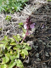 Stachys eriantha