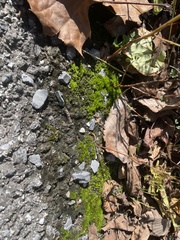 Hydrogonium bolleanum