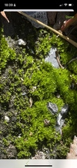 Hydrogonium bolleanum