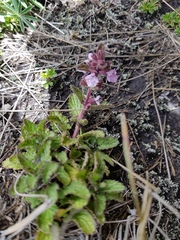 Stachys eriantha