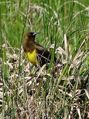 Pseudoleistes virescens