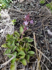 Stachys eriantha