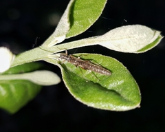 Plecoptera