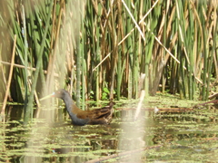Pardirallus sanguinolentus