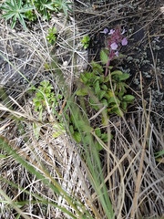 Stachys eriantha