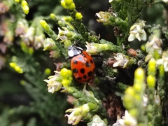 Harmonia axyridis