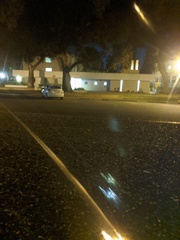 Amphibolips quercuspomiformis