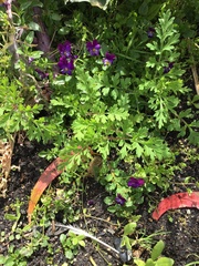 Lepidium didymum