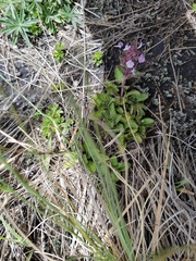 Stachys eriantha