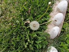 Taraxacum officinale