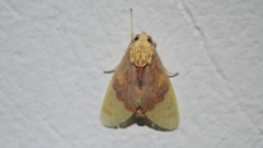 Phaegopterina