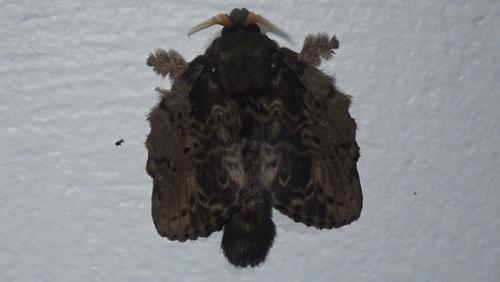 Euglyphis putrida