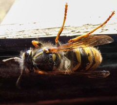 Vespula vulgaris