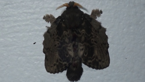 Euglyphis putrida