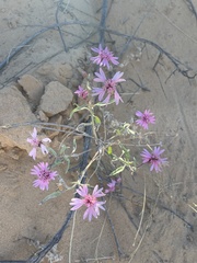 Palafoxia sphacelata