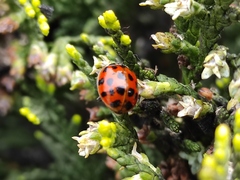 Harmonia axyridis