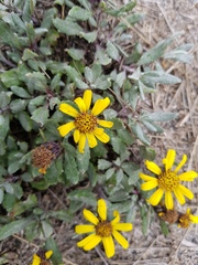 Senecio procumbens