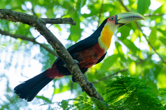 Ramphastos dicolorus
