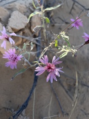 Palafoxia sphacelata