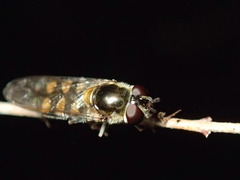 Melangyna