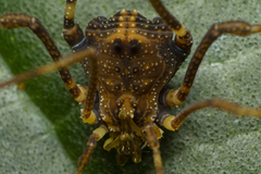 Gonyleptidae