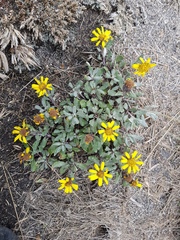 Senecio procumbens