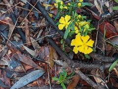 Hibbertia linearis