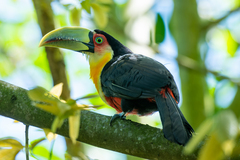 Ramphastos dicolorus